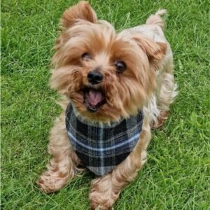 Official Gladiators Tartan Dog Neckerchief | Was £12 NOW £10 | Caledonia Gladiators